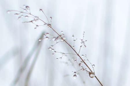 After the mistの写真素材