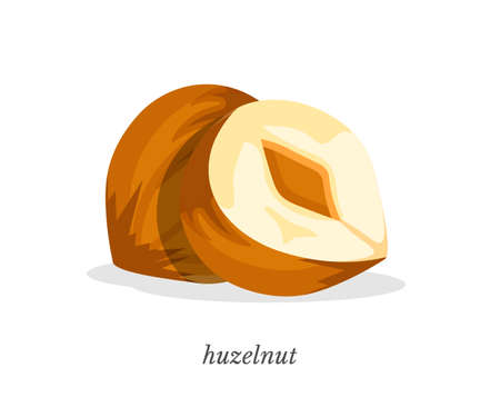 Huzelnut flat vector illustration with typographyのイラスト素材