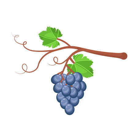 Ripe grape vector illustrationのイラスト素材