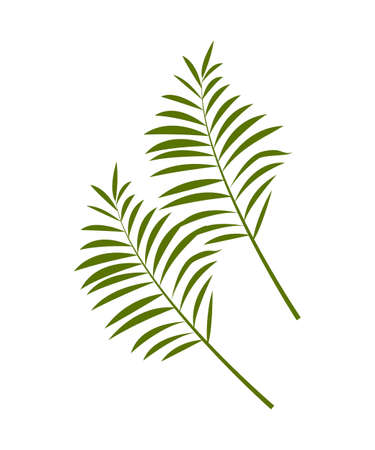 Two exotic palm tree leaves jungle bamboo leaf isolated on white background. Tropical botanical green foliage, floral tribal element. Wild nature design. Decorative tribal plant.のイラスト素材