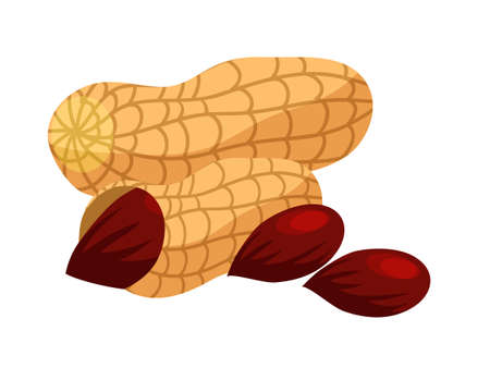 Vector flat illustration of whole unpeeled peanuts and nutsのイラスト素材