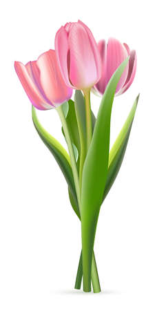 Bunch of pink tulips on white background. Realistic spring colorful flowers vector illustration. Floral decorative plants with petals and green leaves in blossomのイラスト素材