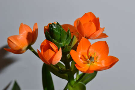 Orange flower with a white backround and one shadows の写真素材