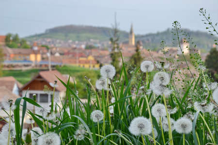 Some dandelion with an city in backround and blue skyの写真素材
