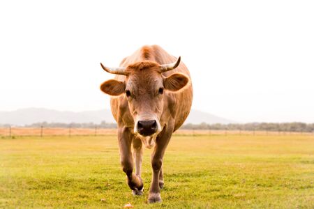 Angry cow staring at meの写真素材