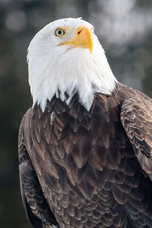 Bald eagle on dark backgroundの写真素材