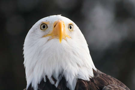 Bald eagle staringの写真素材