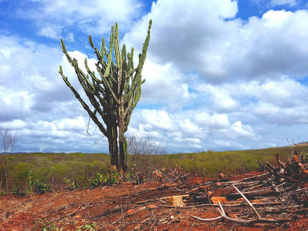 cactusの写真素材