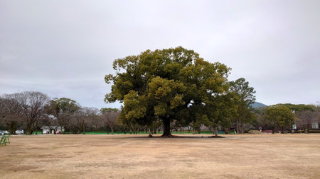 Kumamoto, Japan - 01.26.2020: A flourishing tree in Ninomaru Park of the Kumamoto Castle with cars parked in the back under a cloudy skyのeditorial素材