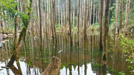 A tranquil wetland scene featuring tall, lifeless trees rising from calm, reflective water surrounded by lush green foliage, formed after a landslide in the 921 earthquake blocking the riverの写真素材