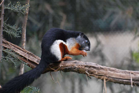 Squirrel eating on a tree at the forest. Fur in black, white and brown.の写真素材