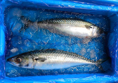 Two fresh fishes in blue box at fish marketの写真素材