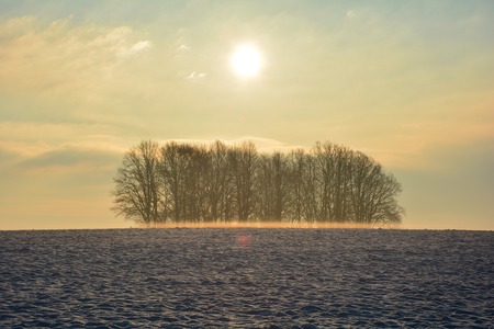 Sunrise in winter with trees