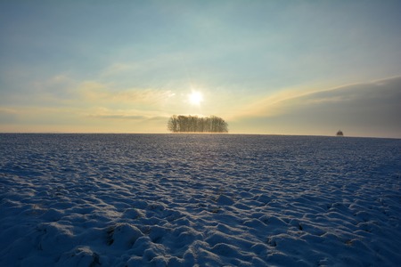 Sunrise in winter with treesの写真素材