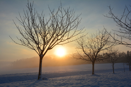Sunrise in winter with treesの写真素材