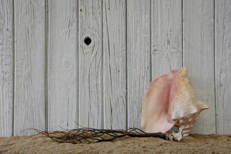 Shell and coral on the sand in front weier wooden wallの写真素材