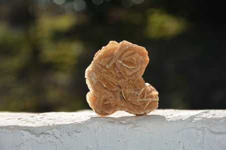 A desert rose on white walls with dark backgroundの写真素材