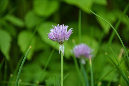 Chives with purple flowers in garden