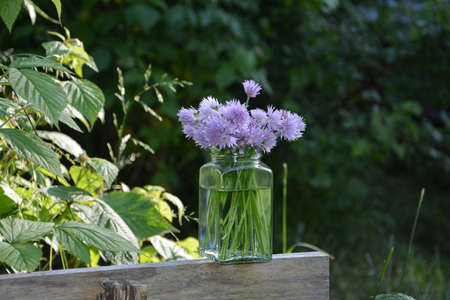 Bouquet Chives with purple flowers in clear glass on wood with natural background in sunlight