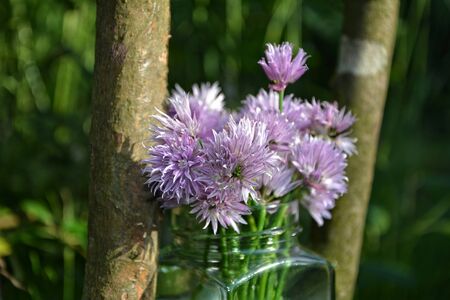 Bunch of chives with purple flowers and wood in gardenの写真素材