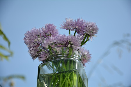 Bouquet Chives with purple flower on wood in transparent glass in sunlight and blue sky