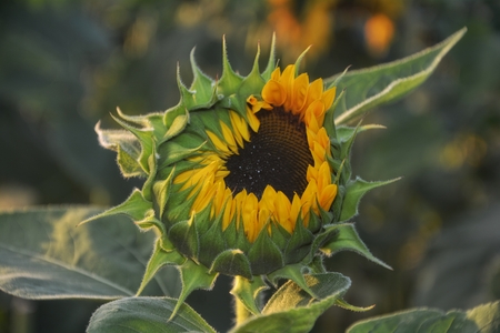 a half-open Sunflower in evening lightの写真素材