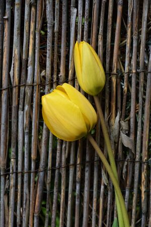 two yellow tulips against fenceの写真素材