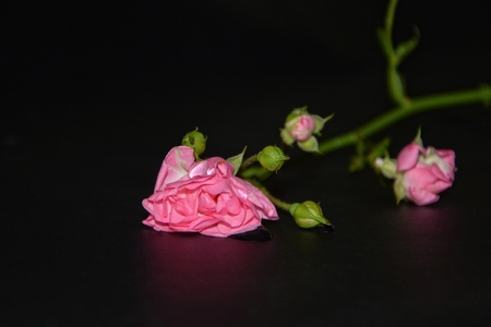 Pink roses with water droplets lying on black backgroundの写真素材