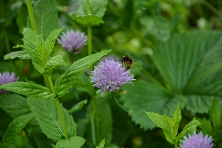 Bumblebee on purple chive blossom in green gardenの写真素材