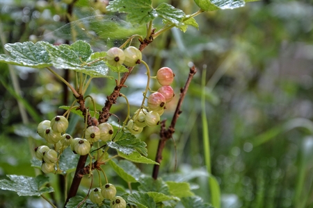 Unripe currants on the bush in the gardenの写真素材