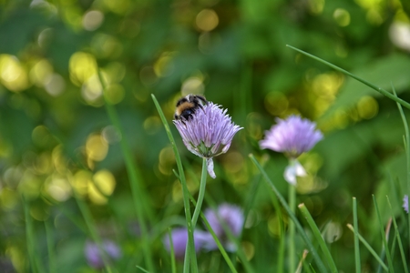 Bumblebee on purple chive blossom in green gardenの写真素材