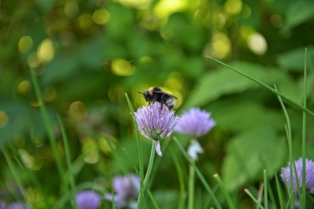Bumblebee on purple chive blossom in green gardenの写真素材