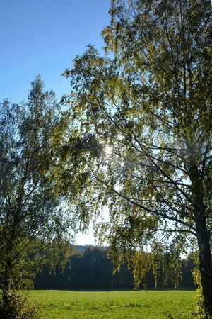 landscape with trees, blue sky and sunの写真素材