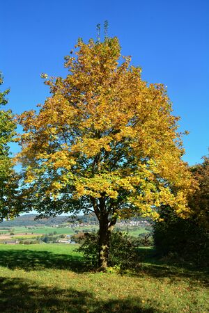 Autumnal colored tree with blue skyの写真素材