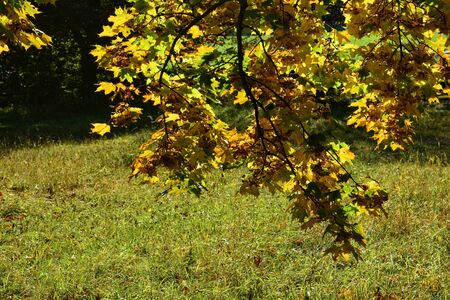 Colorful autumn leaves hanging on tree branch with grassの写真素材
