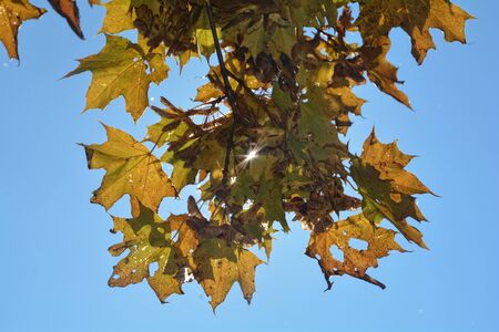 Colorful autumn leaves hanging on tree branch with blue sky in detailの写真素材
