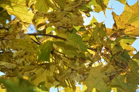 Colorful autumn leaves hanging on tree branch with blue sky in detailの写真素材