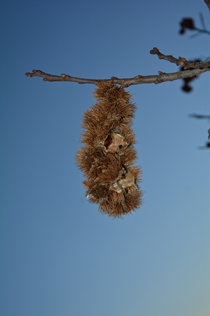 Empty chestnut bowls on a branch - a chestnut still in the bowl