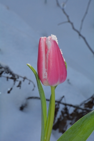 Pink tulip (Tulipa) with snowflakes on the blossom in the snowy gardenの写真素材
