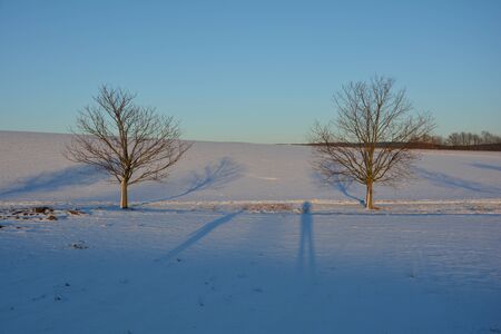Two Trees in the evening light with snow and fieldの写真素材