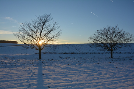 Two trees at the sundown in winter with snowの写真素材
