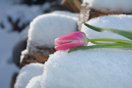 Pink tulip (Tulipa) lies on snowy wooden trunkの写真素材