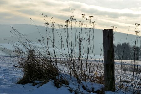 Winter scenery with the sunrise with wooden post and high plants in the foregroundの写真素材