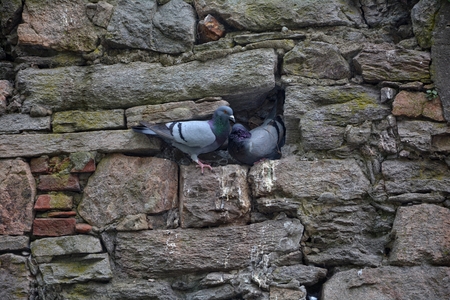 Two pigeons sit in an old stone wallの写真素材