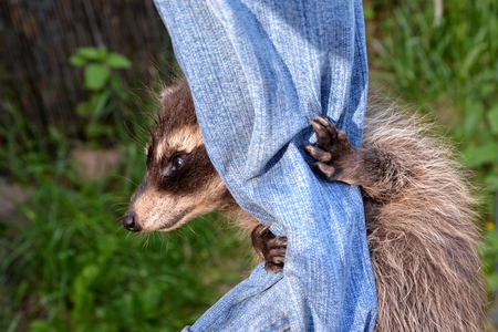A racoon - baby hangs on jeans and looks asideの写真素材