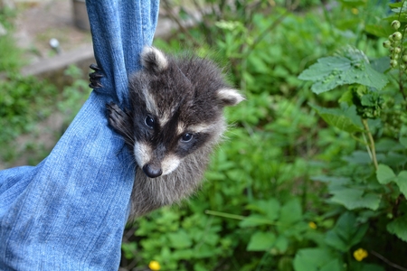 A racoon - baby hangs on jeans in green natureの写真素材