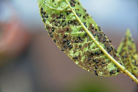 Many aphids on a cherry tree leaf