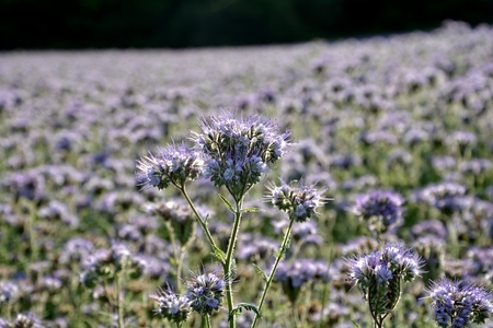 Many Phacelia blossoms (scorpionweed, heliotrope, Boraginaceae, Kerneudicotyledons) on the fieldの写真素材