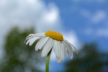 One daisy in the sunlight with blue skyの写真素材