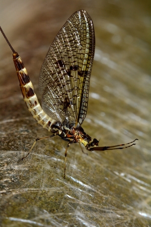 Flying insectの写真素材